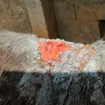 Homem é preso por ferir e maltratar cavalos em lote urbano 2 Homem é preso por ferir e maltratar cavalos em lote urbano