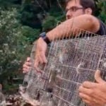 VÍDEO: Homem é preso com 667 pássaros silvestres e pode ser multado em mais de R$700 mil 2 passaros apreendidos policia federal