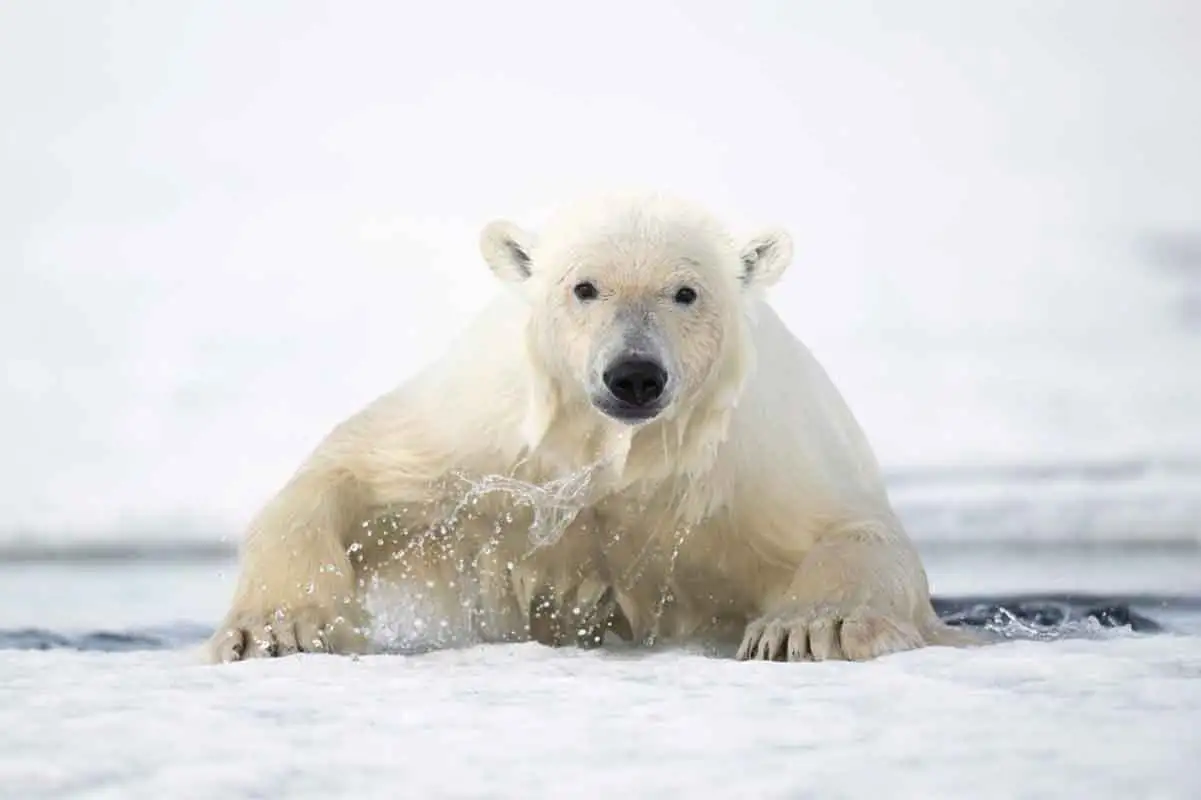prêmio-de-fotografia-ambiental-2025-(12)