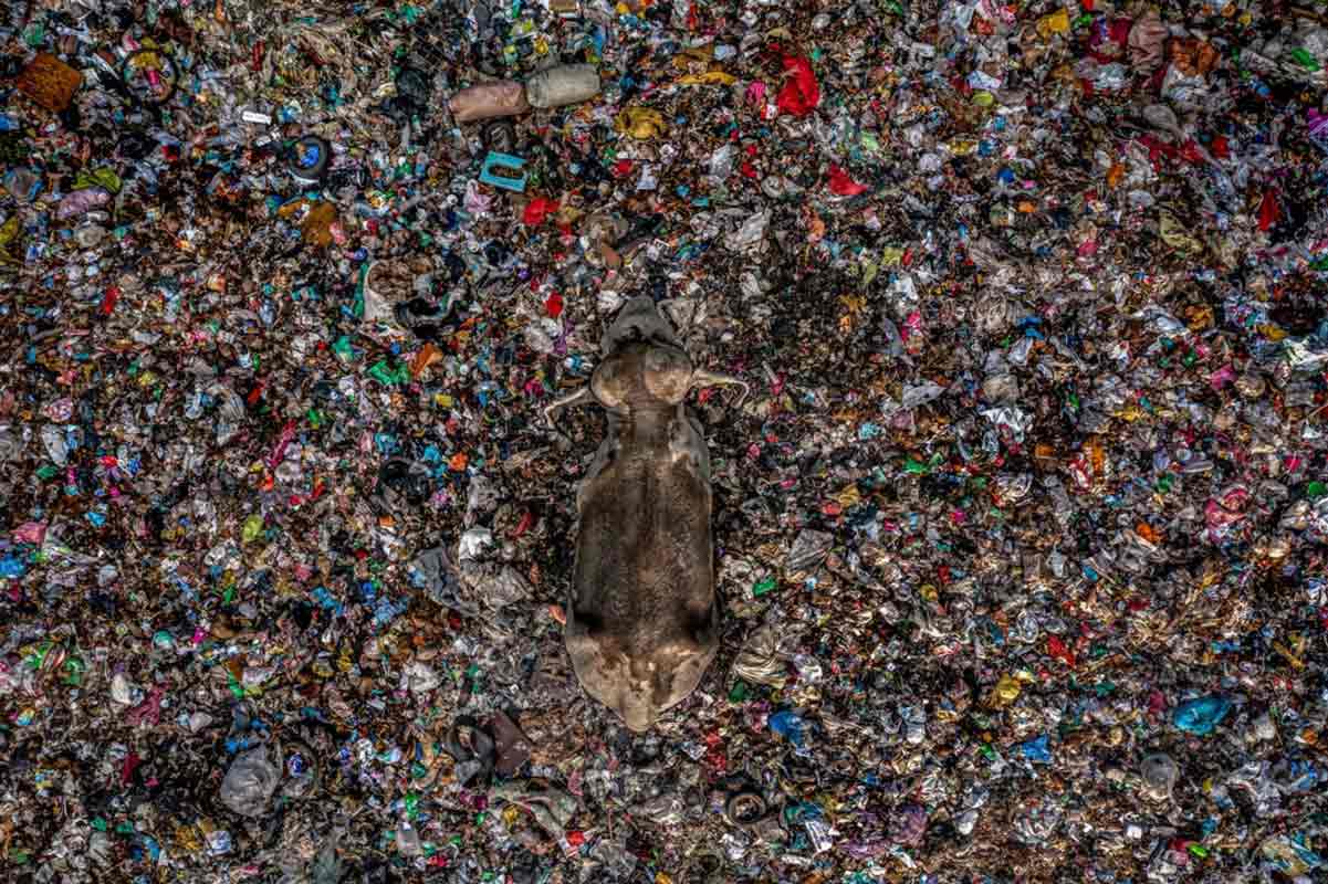 prêmio-de-fotografia-ambiental-2025-(6)