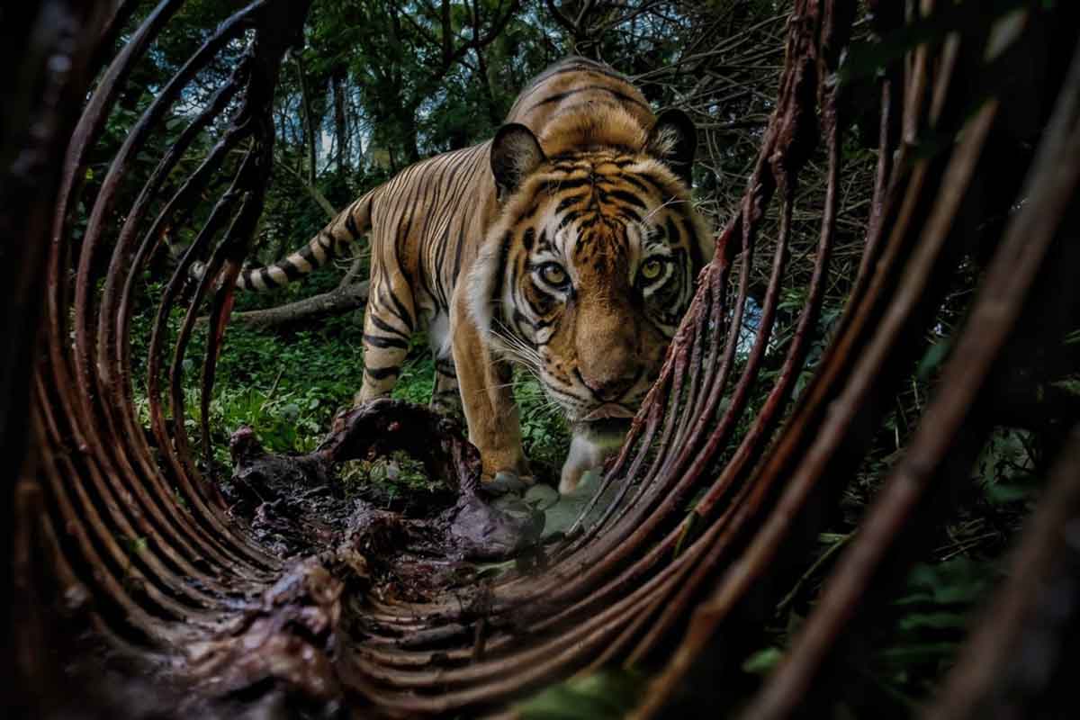 prêmio-de-fotografia-ambiental-2025-(7)