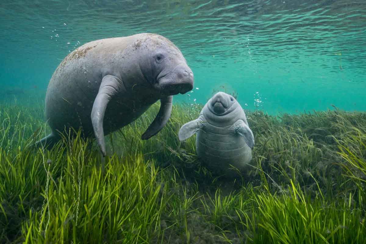 prêmio-de-fotografia-ambiental-2025-(9)