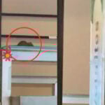 Rato aparece em 'bandejão' de universidade particular em São Paulo e local é interditado 3 rato puc sp foto reproducao redes sociais