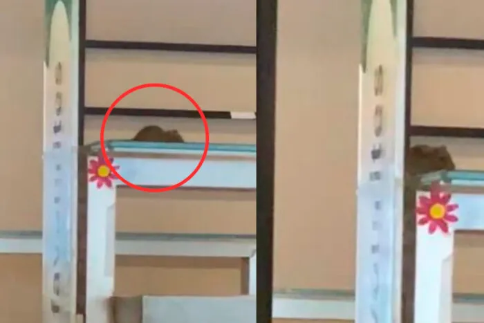 Rato aparece em 'bandejão' de universidade particular em São Paulo e local é interditado 2 rato puc sp foto reproducao redes sociais