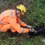 Cão cai em córrego e é resgatado pelo Corpo de Bombeiros 3 cão