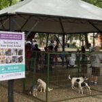 Feira de adoção acontece neste sábado no Parque Halfeld 3 site 2