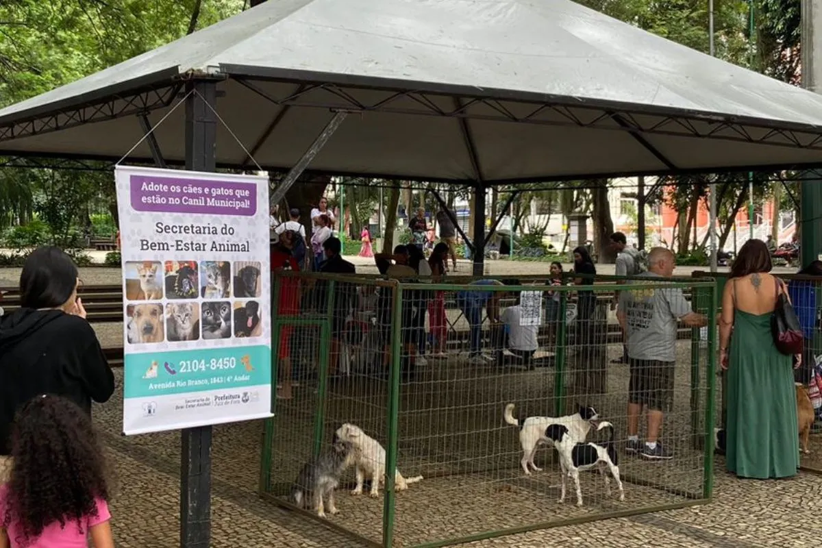 Feira de adoção acontece neste sábado no Parque Halfeld 2 site 2