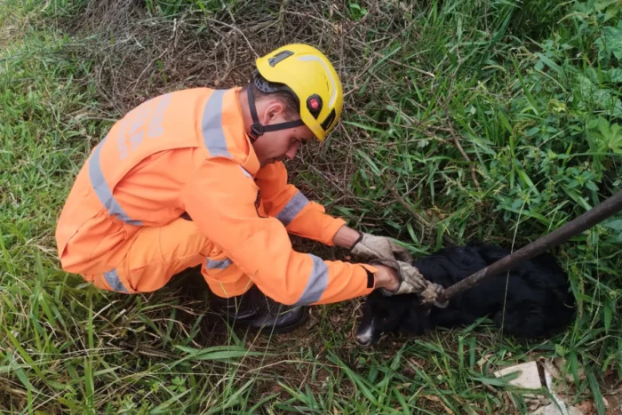 Cão cai em córrego e é resgatado pelo Corpo de Bombeiros 2 cão