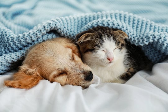 Com a chegada do inverno, saiba como proteger os animais do frio 13 360 F 293448206 M1Bp6uHGD4SH90qHSPRF9A9vJVIBydUB