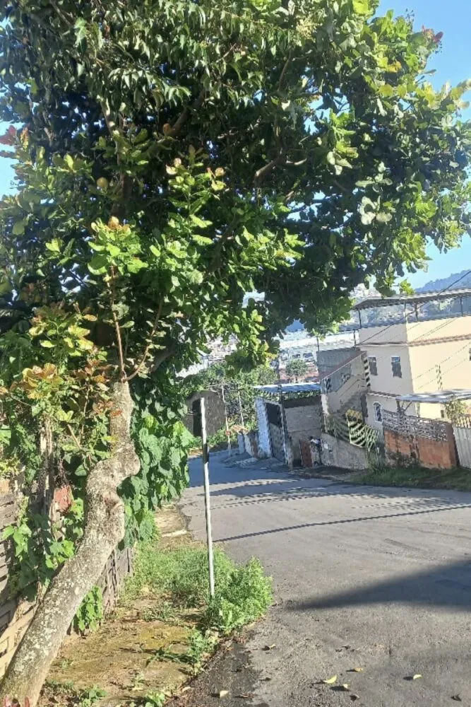 Árvore com risco de queda atrapalha a mobilidade e causa riscos a pedestres no Jardim dos Alfineiros 1 árvore vida urbana dificuldades
