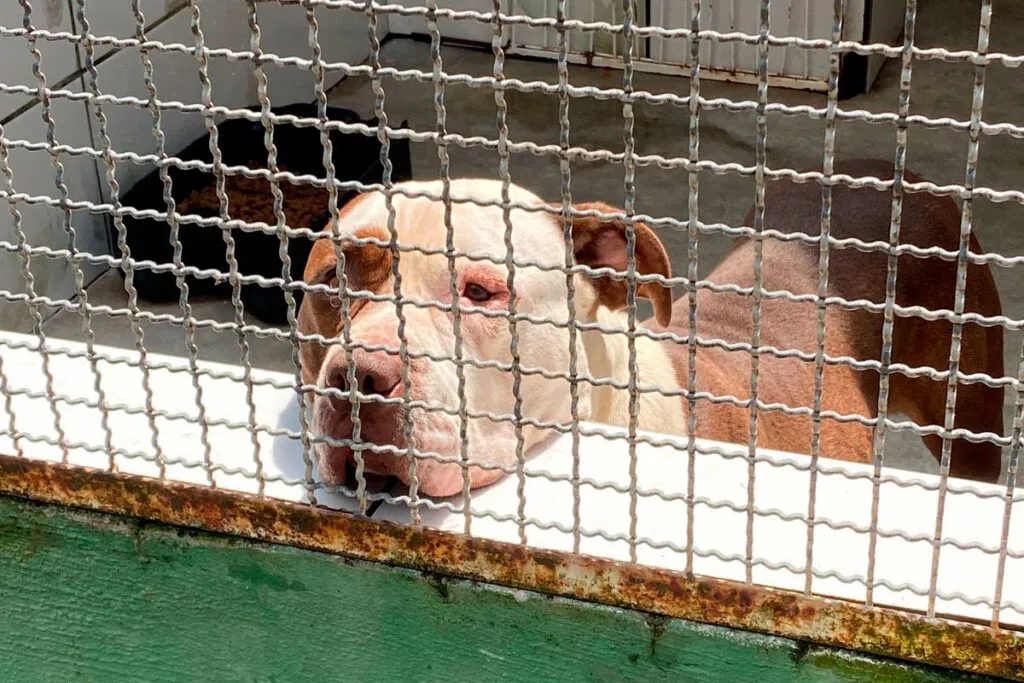Cães de raças como pitbull, rotweiller e doberman abandonados mostram falhas no sistema de acolhimento