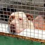 Resgate de cães de raças como pitbull, rotweiller e doberman ainda é desafio em JF 3 Cães de raças como pitbull, rotweiller e doberman abandonados mostram falhas no sistema de acolhimento