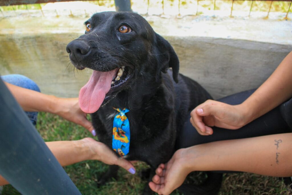 Balanço anual: JF realiza 2.055 castrações de animais em 2025 1 Camila Santos 16