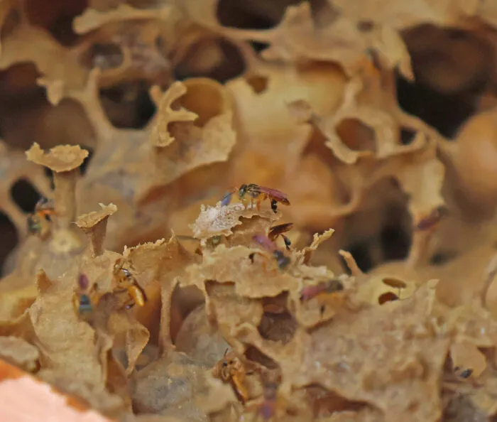 'Necessárias para a sobrevivência': abelhas desempenham importante papel na manutenção da biodiversidade 2 ENTRE SERRAS DE MINAS LIMA DUUARTE BEE NECTAR APIARIO ABELHAS FOTO LEONARDO COSTA 4