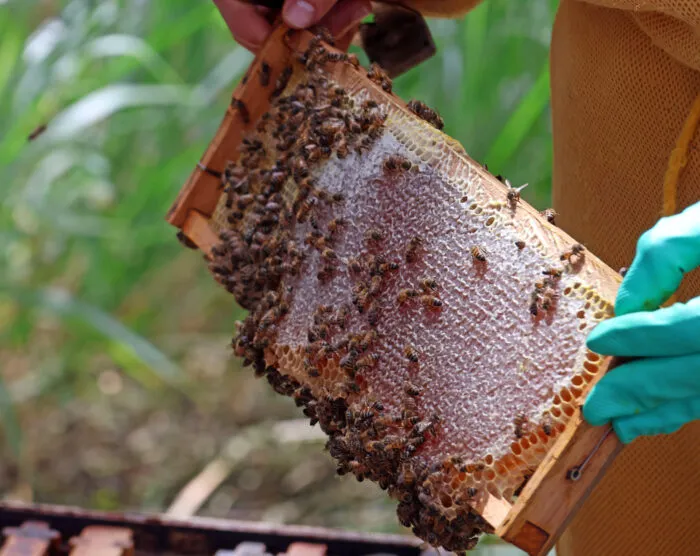Com criação de abelhas e produção de mel, casal mantém reserva e proporciona experiências a visitantes 3 ENTRE SERRAS DE MINAS LIMA DUUARTE BEE NECTAR APIARIO ABELHAS FOTO LEONARDO COSTA 8