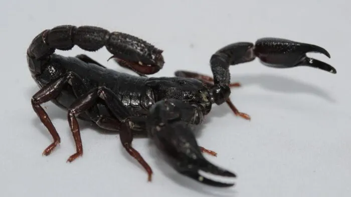 Toxina de escorpião da Amazônia pode matar células de câncer de mama 1 Toxina de escorpião da Amazônia pode matar células de câncer de mama