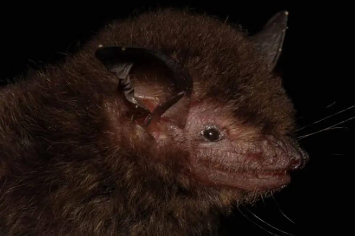 Nova espécie de morcego é descoberta no Brasil 4 Nova espécie de morcego - Myotis guarani