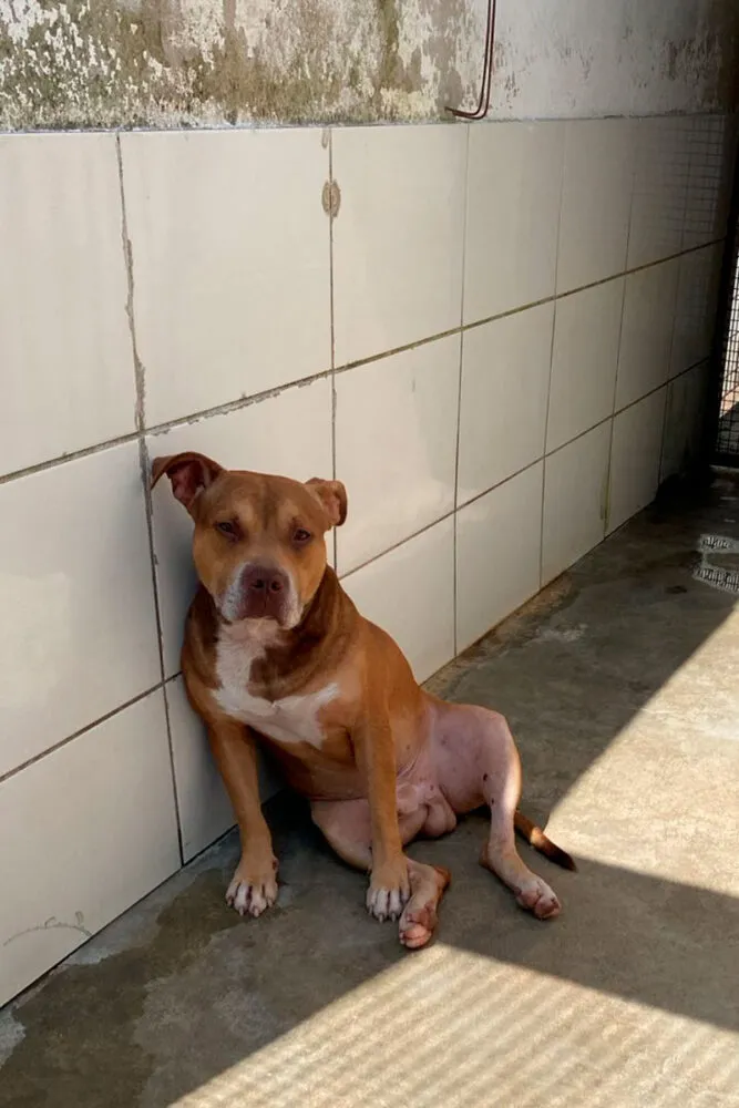 Resgate de cães de raças como pitbull, rotweiller e doberman ainda é desafio em JF 2 Cães de raças como pitbull, rotweiller e doberman abandonados mostram falhas no sistema de acolhimento