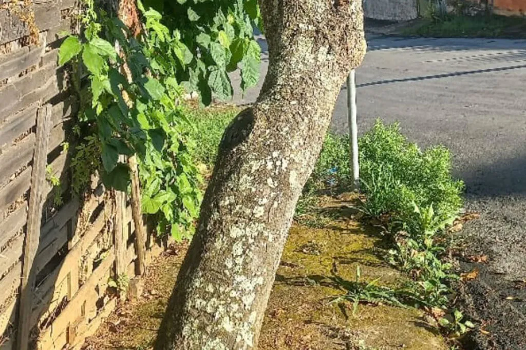 VU jardim dos Alfineiros Contribuicao do leitor