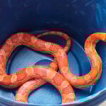 Serpente é capturada em residência na Zona Norte de Juiz de Fora