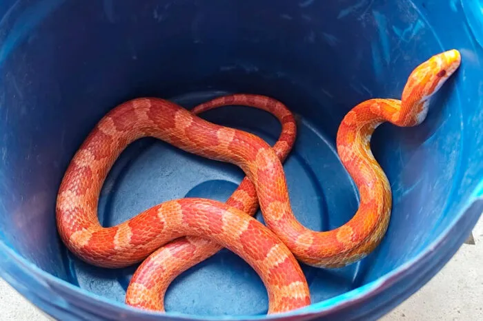 Serpente é capturada em residência na Zona Norte de Juiz de Fora