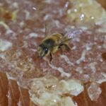 'Necessárias para a sobrevivência': abelhas desempenham importante papel na manutenção da biodiversidade 4 'Necessárias para nossa sobrevivência': abelhas desempenham papel na manutenção da biodiversidade