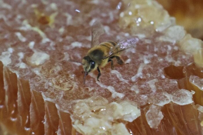 'Necessárias para a sobrevivência': abelhas desempenham importante papel na manutenção da biodiversidade 1 'Necessárias para nossa sobrevivência': abelhas desempenham papel na manutenção da biodiversidade