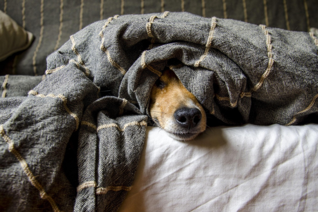 cachorro frio