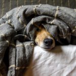 Com a chegada do inverno, saiba como proteger os animais do frio 15 cachorro frio