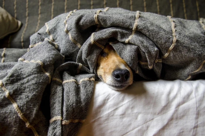 Com a chegada do inverno, saiba como proteger os animais do frio 14 cachorro frio
