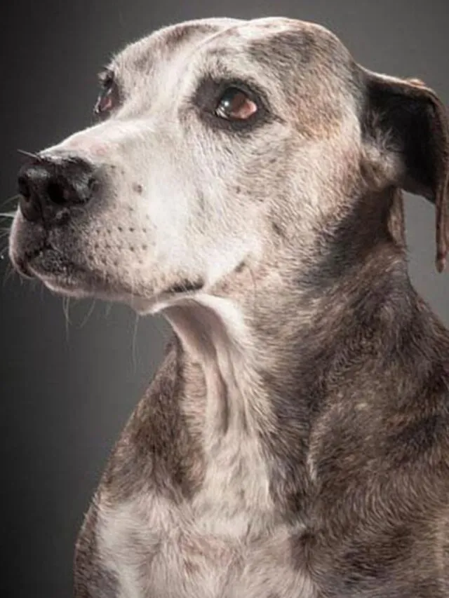 Conheça hábitos que promovem uma vida longa e saudável ao pet
