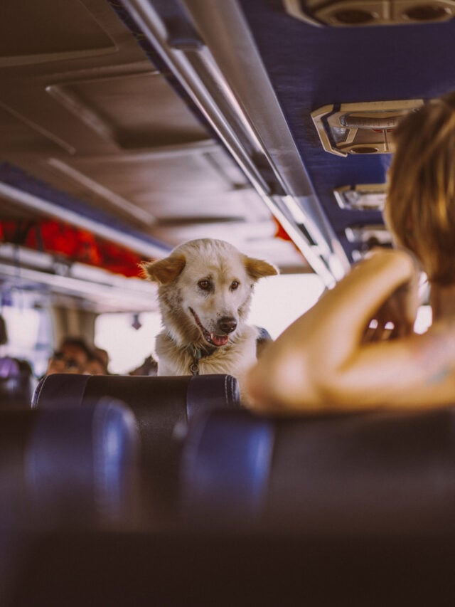 Cães e gatos em ônibus: Minas regulamenta transporte de pets em linhas intermunicipais