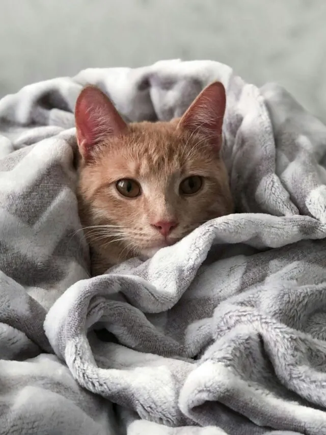Saiba como manter o animal seguro nas baixas temperaturas