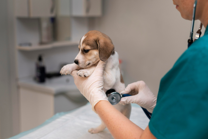 Saiba como evitar acidentes domésticos com pets 2 filhote de cachorro no veterinario