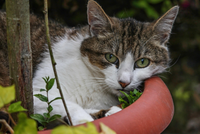 Saiba como evitar acidentes domésticos com pets 1 gato na planta