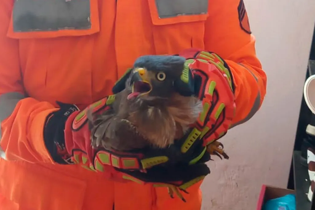 gaviao bombeiros lafaiete