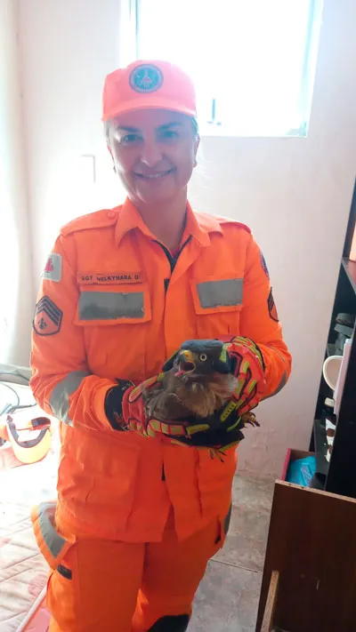 Gavião fica preso em armadilha e é resgatado pelos Bombeiros 1 Gavião resgatado