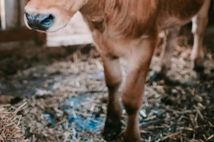idoso atacado por vaca pexels