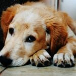 Conheça hábitos que promovem uma vida longa e saudável ao pet 12 pexels brunocervera 128817