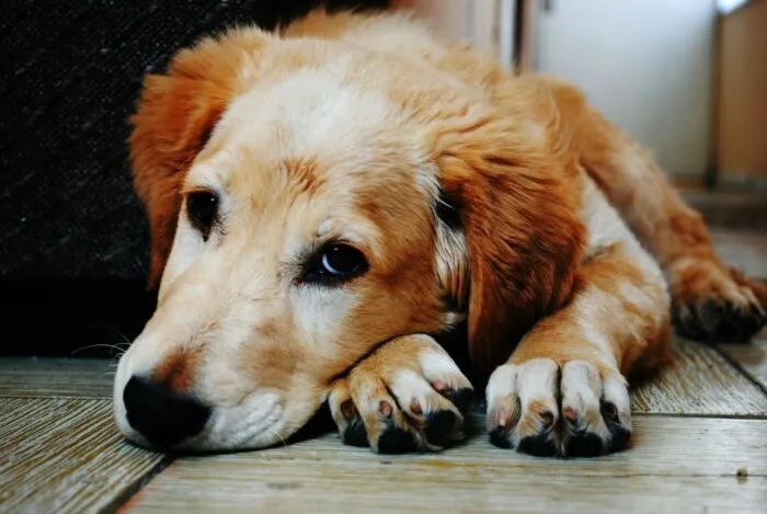 Conheça hábitos que promovem uma vida longa e saudável ao pet 11 pexels brunocervera 128817