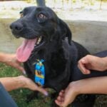 Prefeitura amplia atendimento para castração de animais em Juiz de Fora 3 site 2