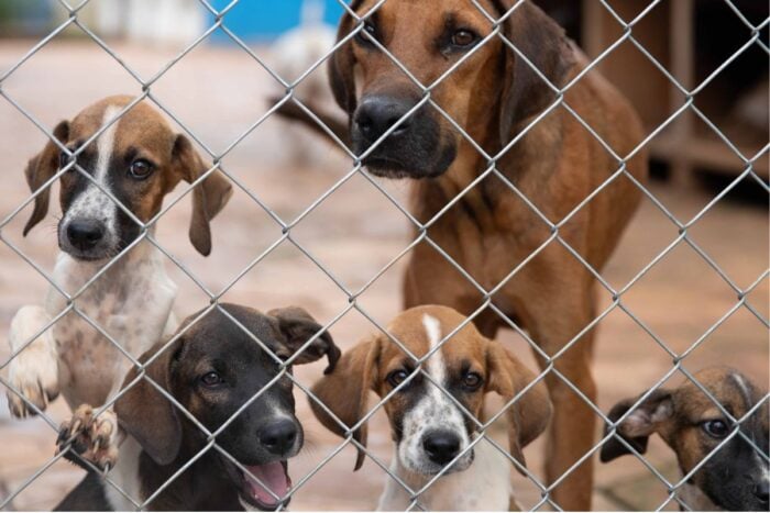 Bem-estar animal promove ação de conscientização para alunos da rede municipal 1 site