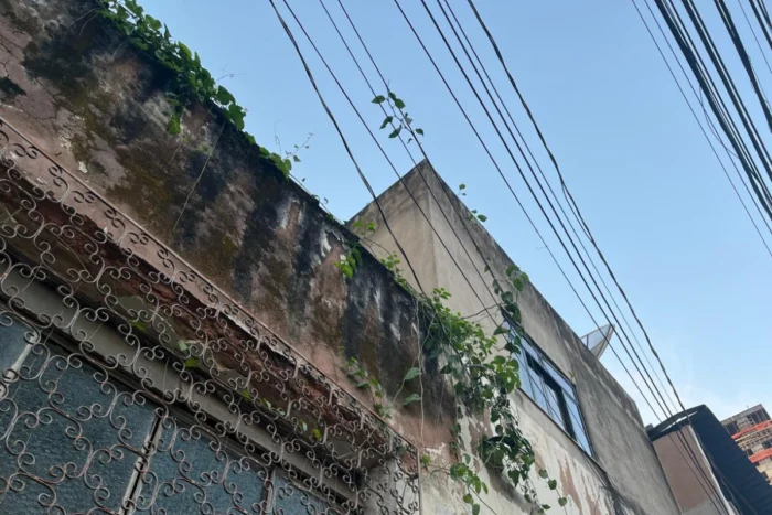 Plantas crescem sobre fiação elétrica e oferecem risco à vizinhança na Zona Sul 1 Design sem nome 13