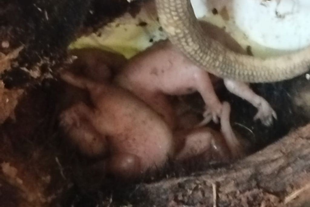 Filhotes de gambá são resgatados após mãe ser atacada por cão em Juiz de Fora 2 Design sem nome 5