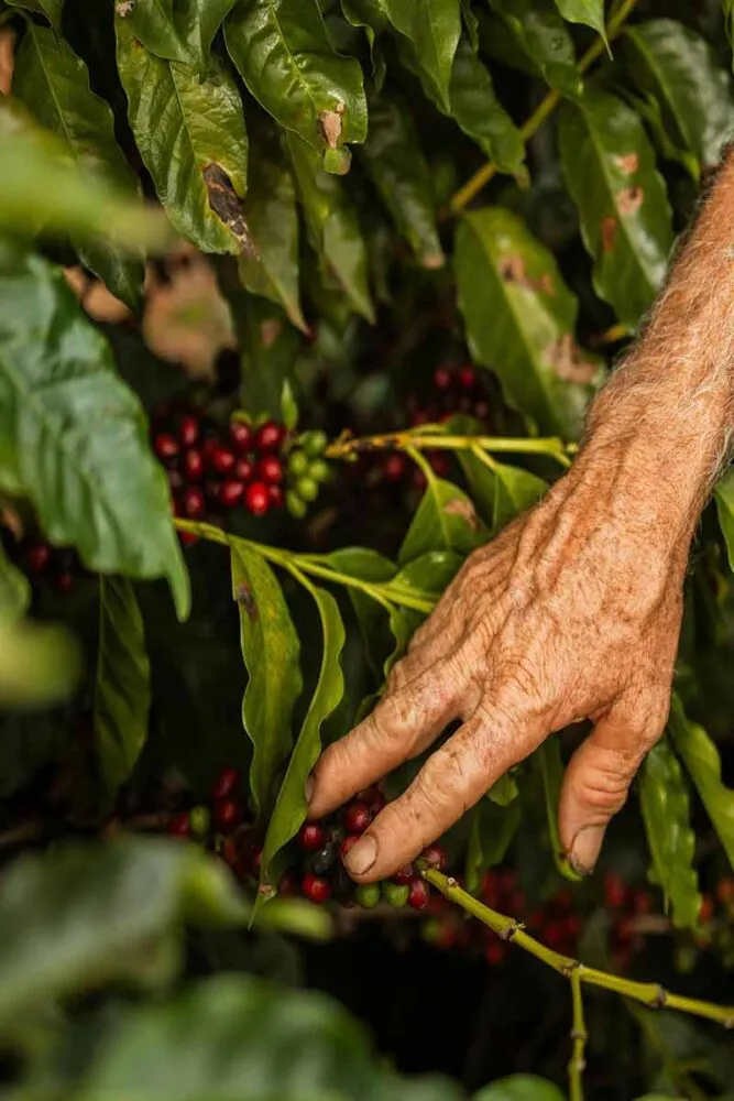 Nova tarifa dos EUA ameaça exportações mineiras 1 Exportacao cafe 3 pexels
