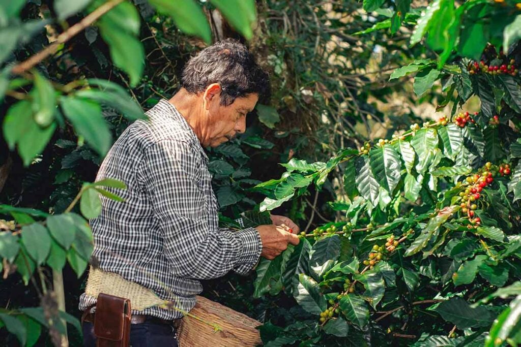 Exportacao cafe pexels