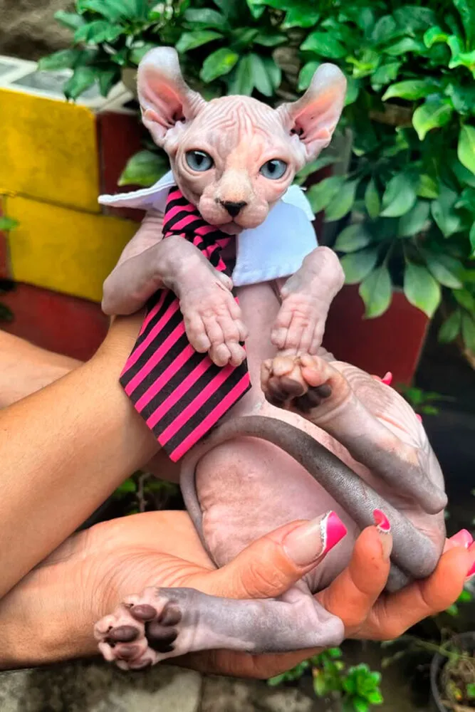 Conheça 6 raças de gato sem pelo 5 Confira 6 raças de gato sem pelo