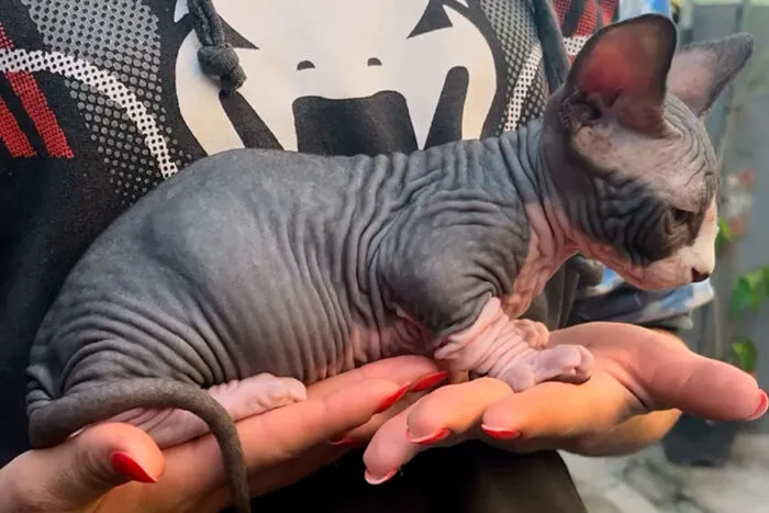 Conheça 6 raças de gato sem pelo 4 Confira 6 raças de gato sem pelo