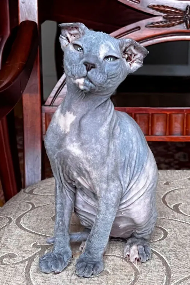 Conheça 6 raças de gato sem pelo 6 Confira 6 raças de gato sem pelo