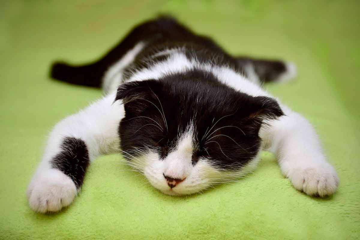 7 maneiras eficientes de chamar o gato 1 Maneiras de chamar o gato